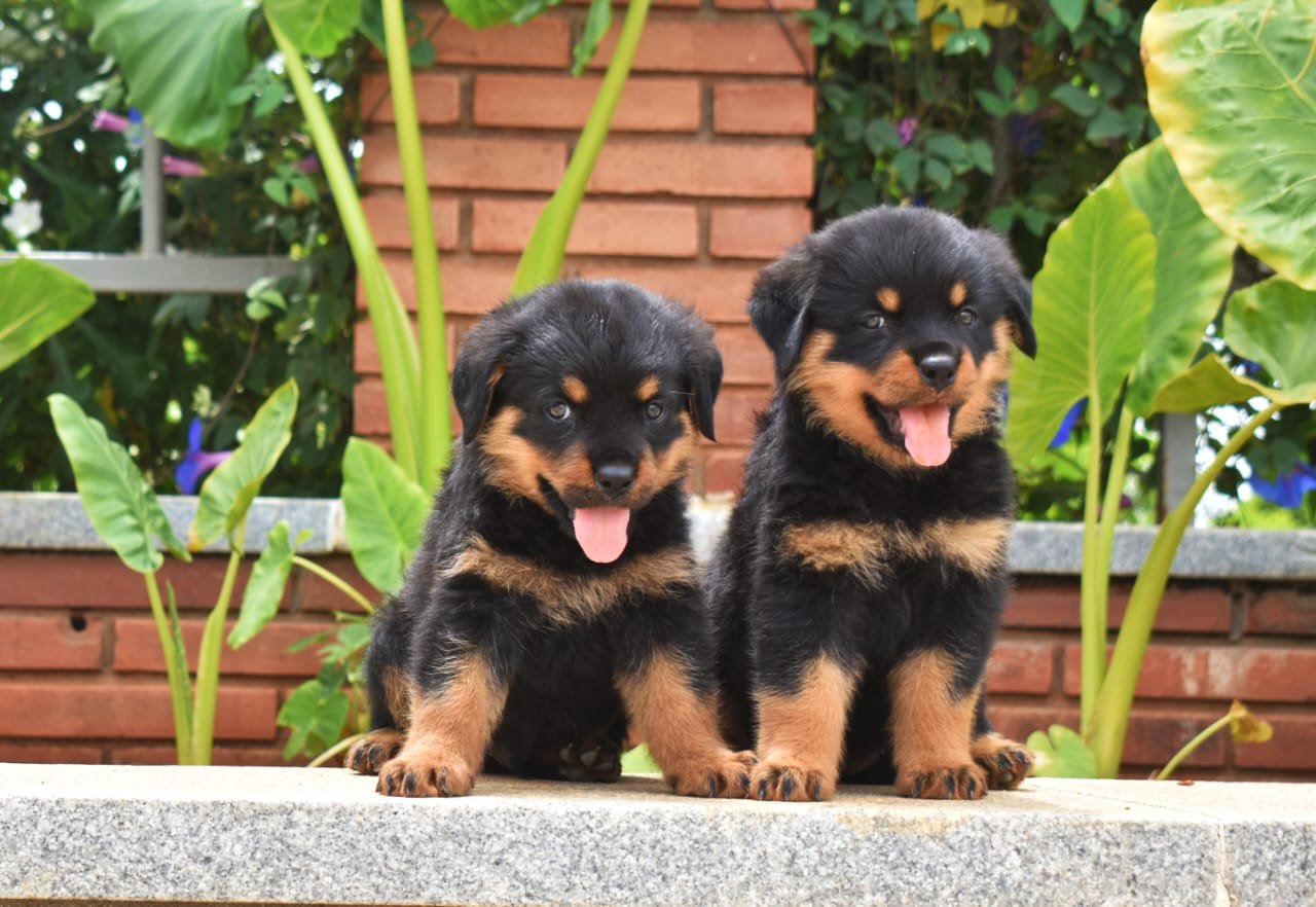 Order Female Rottweiler Puppy from Hyderabad